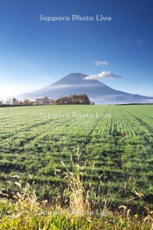 秋まき小麦と羊蹄山