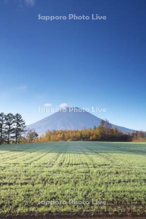 秋まき小麦と羊蹄山