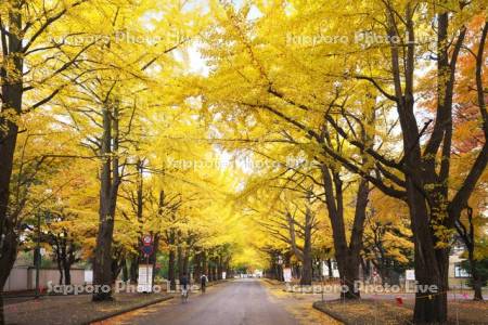 北海道大学イチョウ並木の黄葉