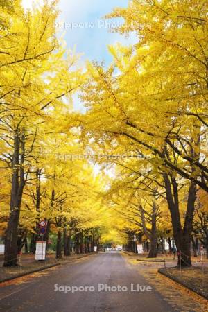 北海道大学イチョウ並木の黄葉