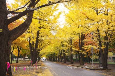 北海道大学イチョウ並木の黄葉