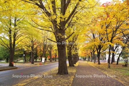北海道大学イチョウ並木の黄葉