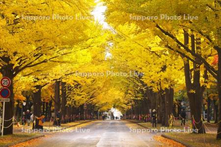 北海道大学イチョウ並木の黄葉
