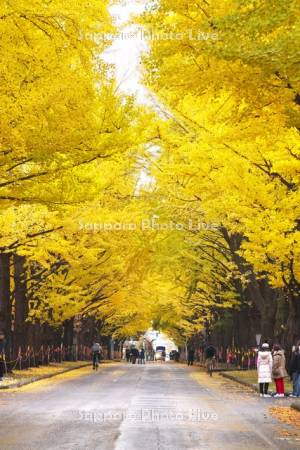 北海道大学イチョウ並木の黄葉
