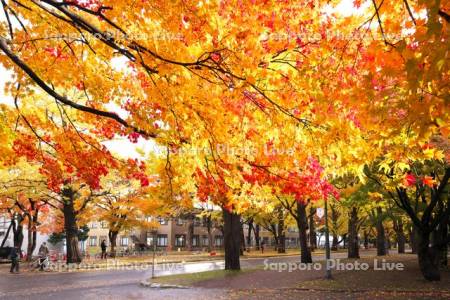 北海道大学の紅葉とイチョウ並木（奥）