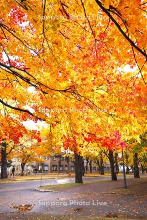 北海道大学の紅葉とイチョウ並木（奥）