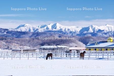 日高山脈とサラブレッドの放牧