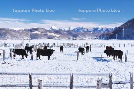 日高山脈とウシ（黒毛和牛）の放牧