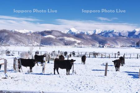 日高山脈とウシ（黒毛和牛）の放牧