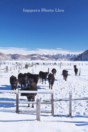 日高山脈とウシ（黒毛和牛）の放牧