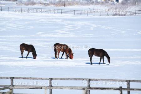 サラブレッドの放牧