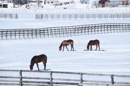 サラブレッドの放牧