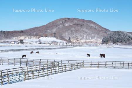 サラブレッドの放牧