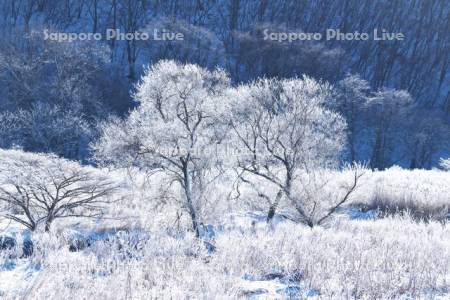 鳧舞(ケリマイ)川の樹氷