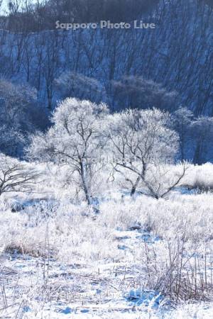 鳧舞(ケリマイ)川の樹氷