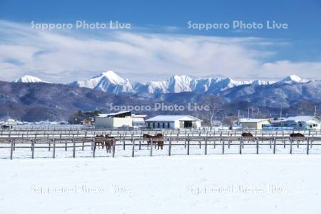 日高山脈とサラブレッドの放牧