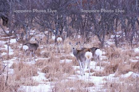 霧多布湿原のエゾシカ