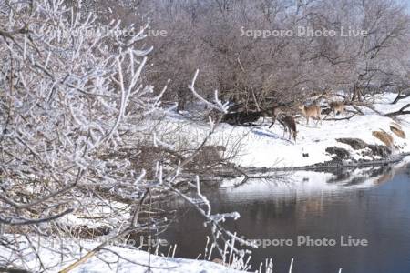 釧路川と樹氷とエゾシカ
