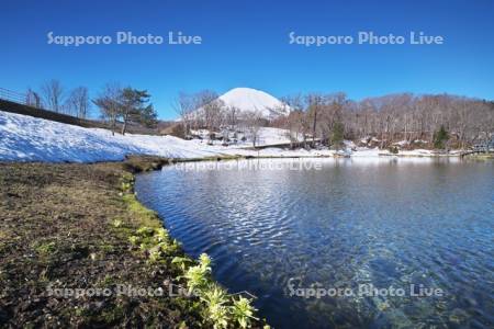 ふきだし公園と羊蹄山とフキノトウ