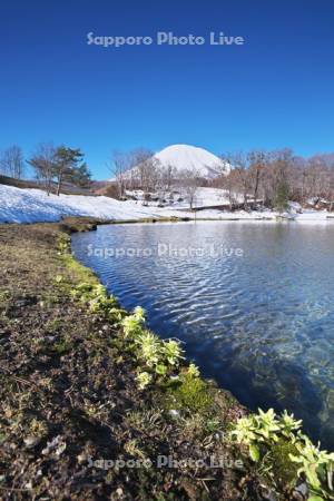 ふきだし公園と羊蹄山とフキノトウ
