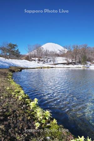 ふきだし公園と羊蹄山とフキノトウ