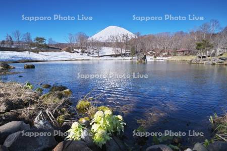 ふきだし公園と羊蹄山とフキノトウ