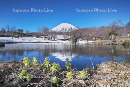 ふきだし公園と羊蹄山とフキノトウ