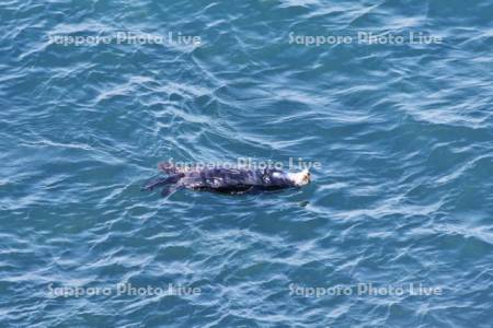 霧多布岬のラッコ
