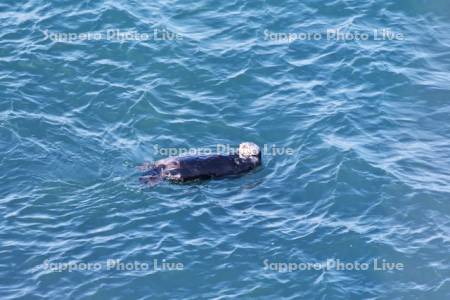 霧多布岬のラッコ