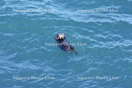 霧多布岬のラッコ