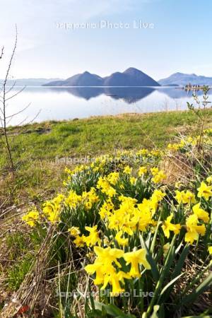 洞爺湖とスイセン