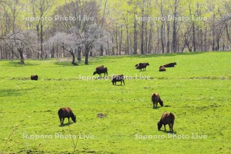 白老牛の放牧