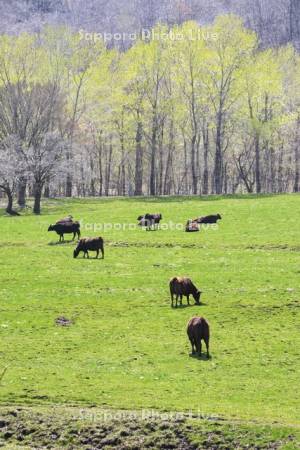 白老牛の放牧