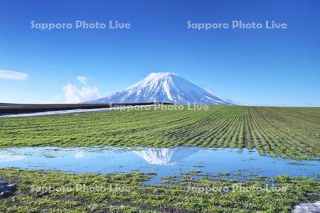 羊蹄山と秋まき小麦
