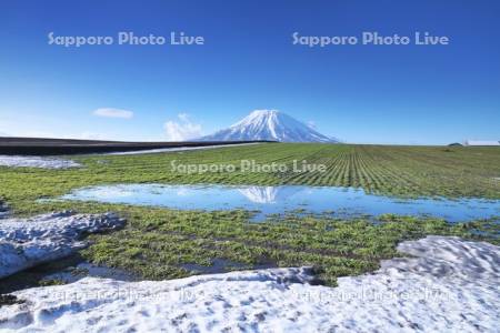 羊蹄山と秋まき小麦