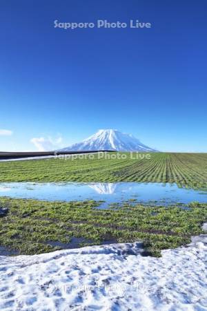 羊蹄山と秋まき小麦