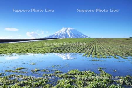 羊蹄山と秋まき小麦