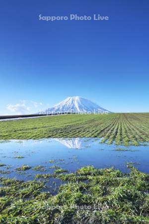 羊蹄山と秋まき小麦