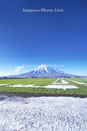 羊蹄山と秋まき小麦