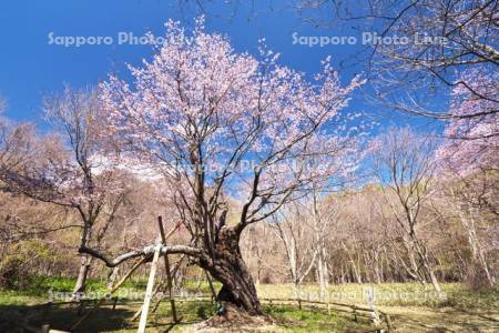 庶野さくら公園と夫婦ざくら
