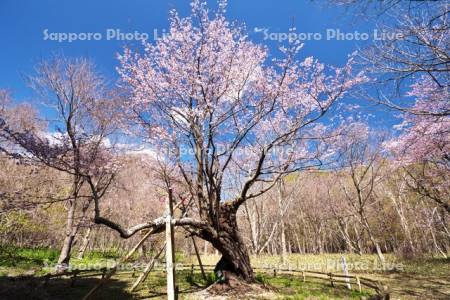 庶野さくら公園と夫婦ざくら