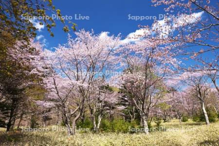庶野さくら公園と桜