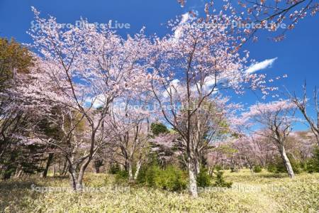 庶野さくら公園と桜