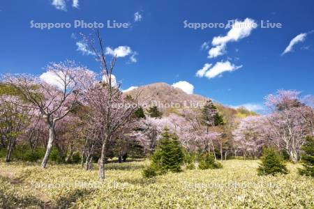 庶野さくら公園と桜