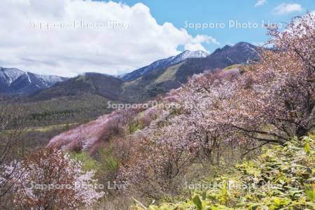 清水円山展望台の桜と日高山脈
