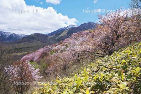 清水円山展望台の桜と日高山脈