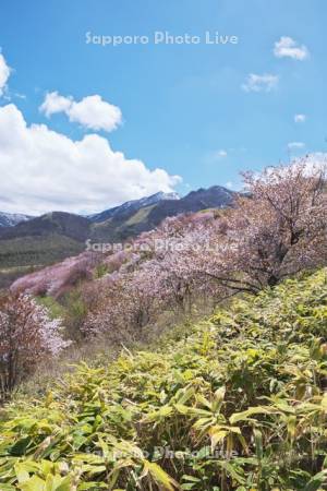 清水円山展望台の桜と日高山脈