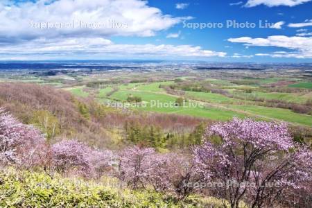 清水円山展望台の桜と十勝平野