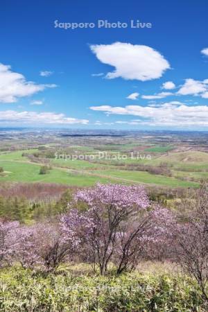 清水円山展望台の桜と十勝平野