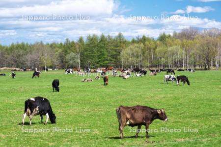 牛の放牧　十勝平野